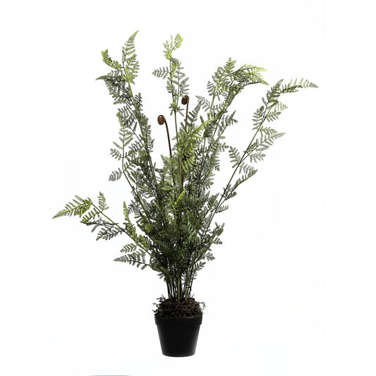 Large Tall Black Potted Fern